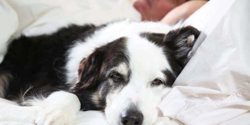 dog on the bed with his head on the pillow