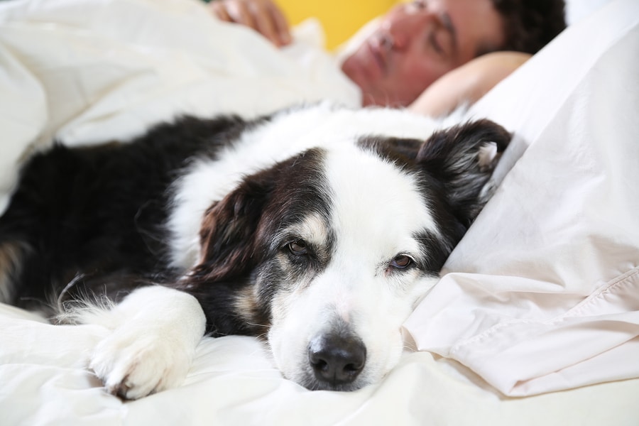 dog on the bed with his head on the pillow 