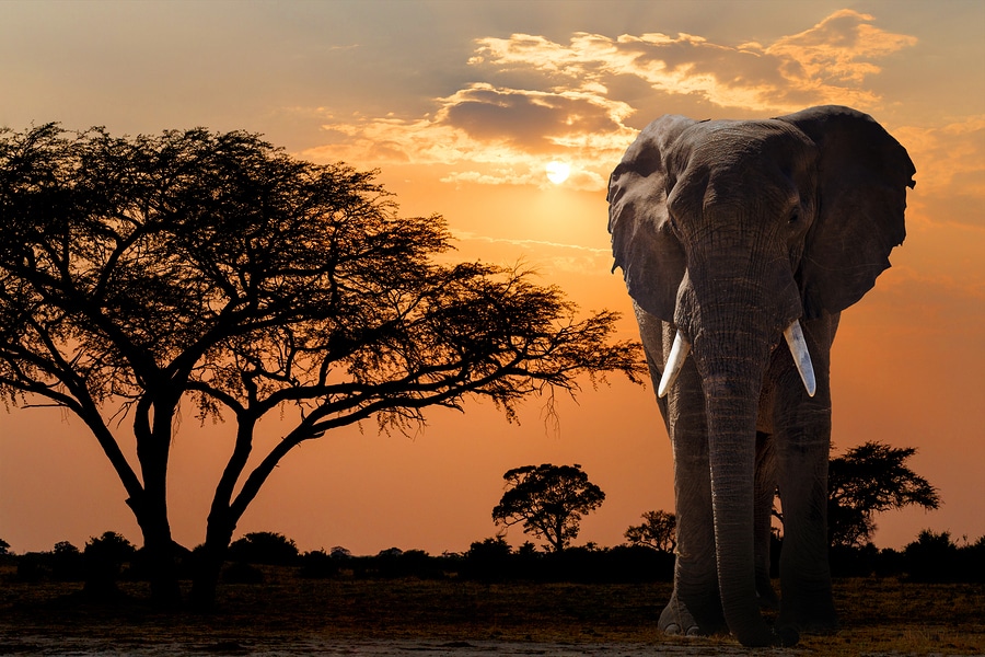 sunset over acacia tree and African elephant. Africa safari wildlife at an eco resort