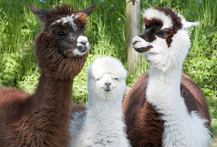 Three alpacas in a field showing different fur colors and lengths