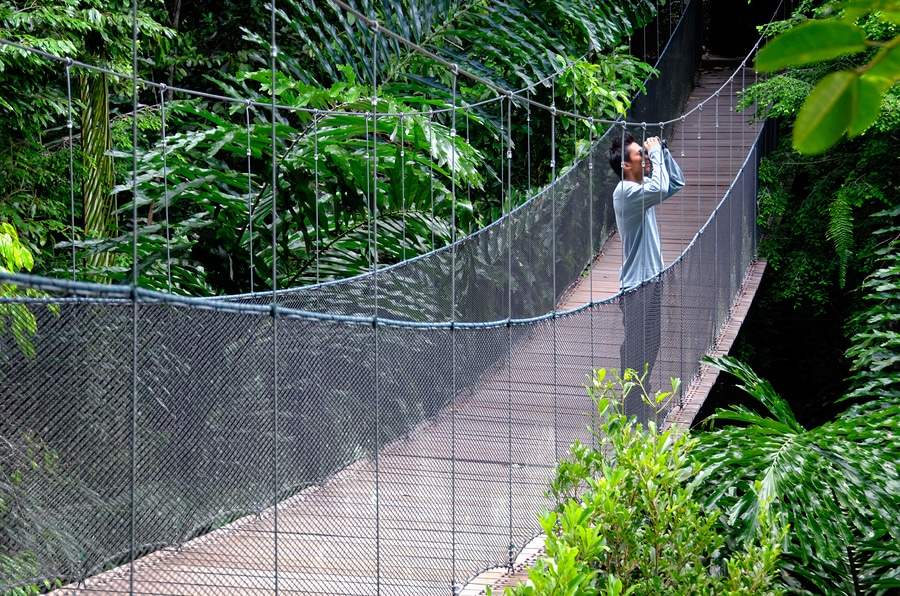 bird watcher on bridge in rainforest
