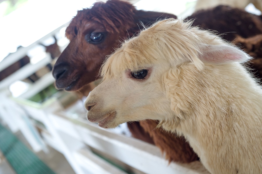 headshot of two alpacas white and brown