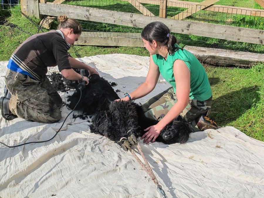 black alpaca being sheared by two women workers on a farm