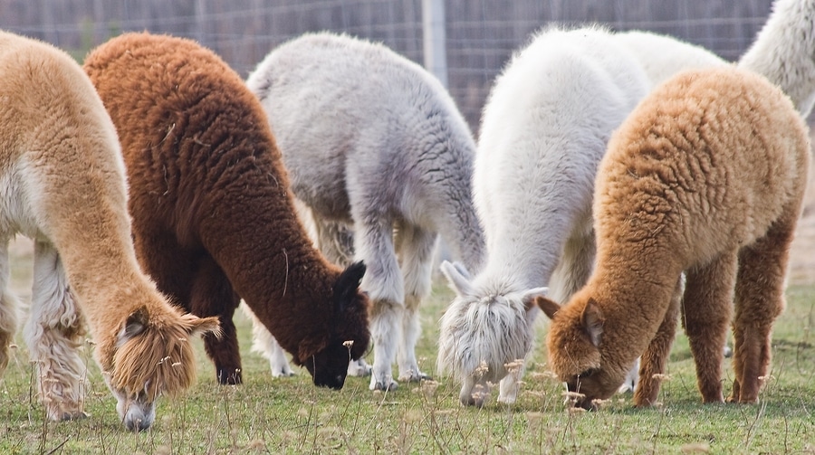 group of alpaca of different colors grazing on farm