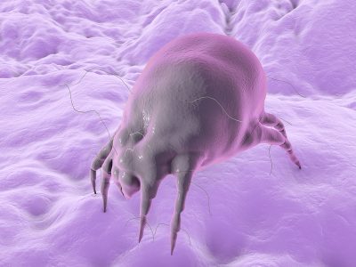 Dust mite Dermatophagoides which lives in bedding, pillows, carpet and furniture