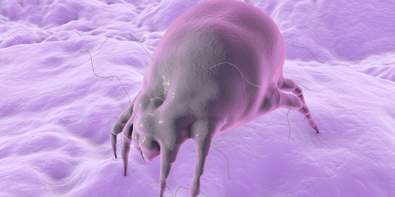 Dust mite Dermatophagoides which lives in bedding, pillows, carpet and furniture