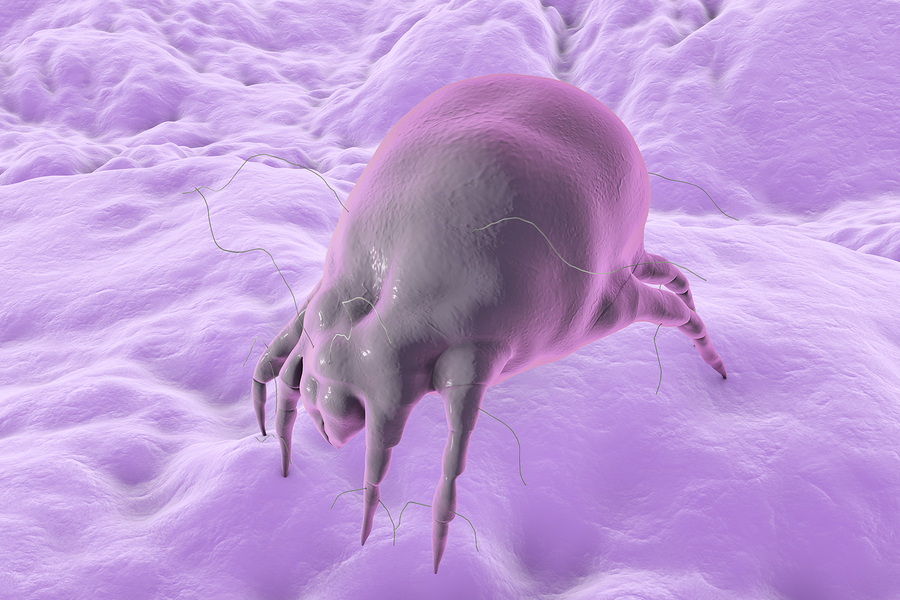 Dust mite Dermatophagoides which lives in bedding, pillows, carpet and furniture