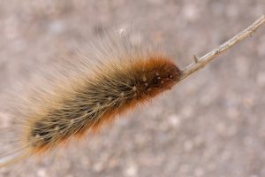 Caterpillar creeps along the branch illustrating "chenille" texture