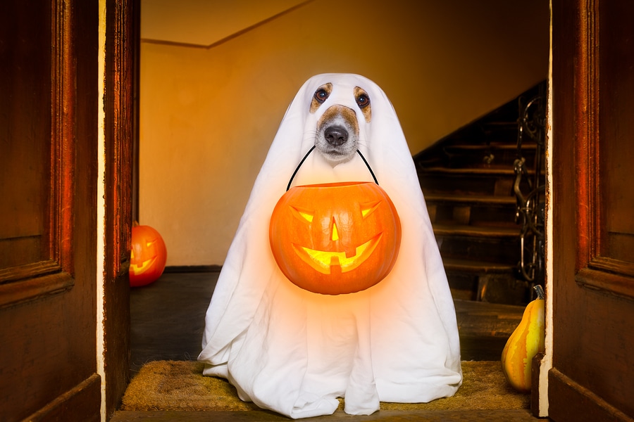 dog dressed as ghost in white bed sheet with holes for eyes and nose with lit pumpkin sitting in door way