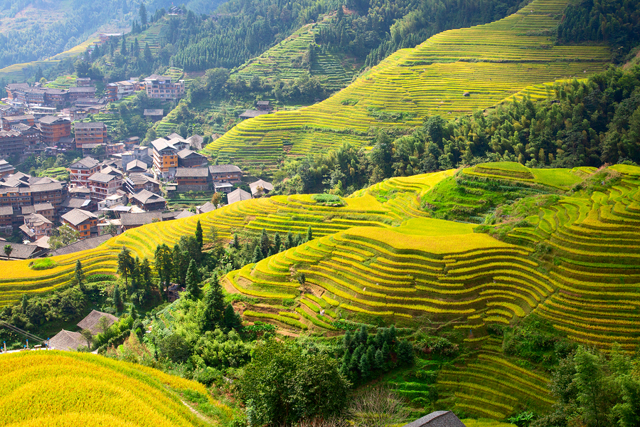 The Longsheng Rice Terraces(Dragon's Backbone) also known as Longji Rice Terraces are located in Longsheng County, about 100 kilometres (62 mi) from Guilin, Guangxi, China