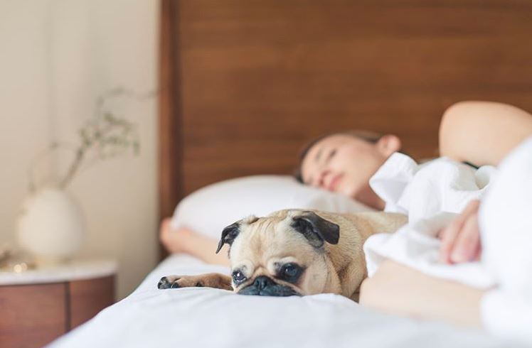 woman asleep in bed with white luxury sheets and her pug dog at her side