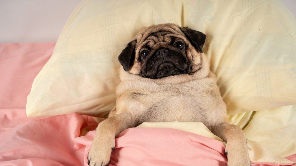 Close up face of cute pug dog breed lying on a bed with a sad pug face on an old worn out pillow