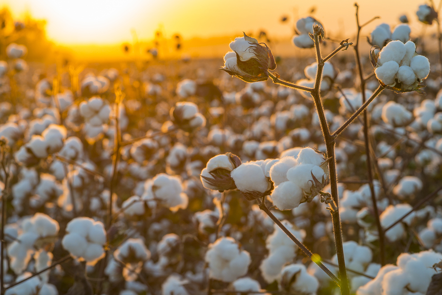 Photo of a field of cotton at sunset