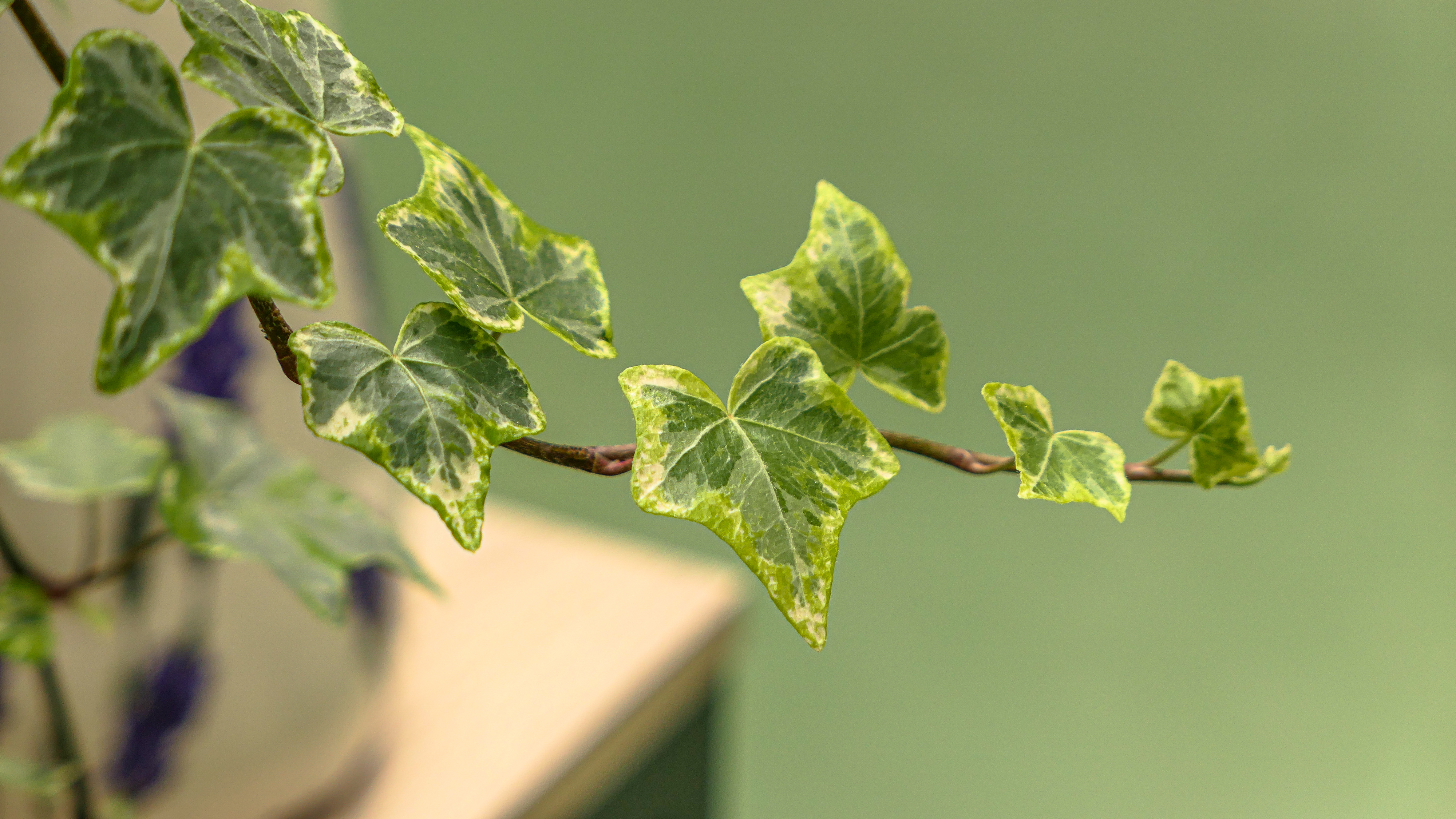English Ivy: Cascading vines, heart-shaped leaves, and natural charm for your bedroom.