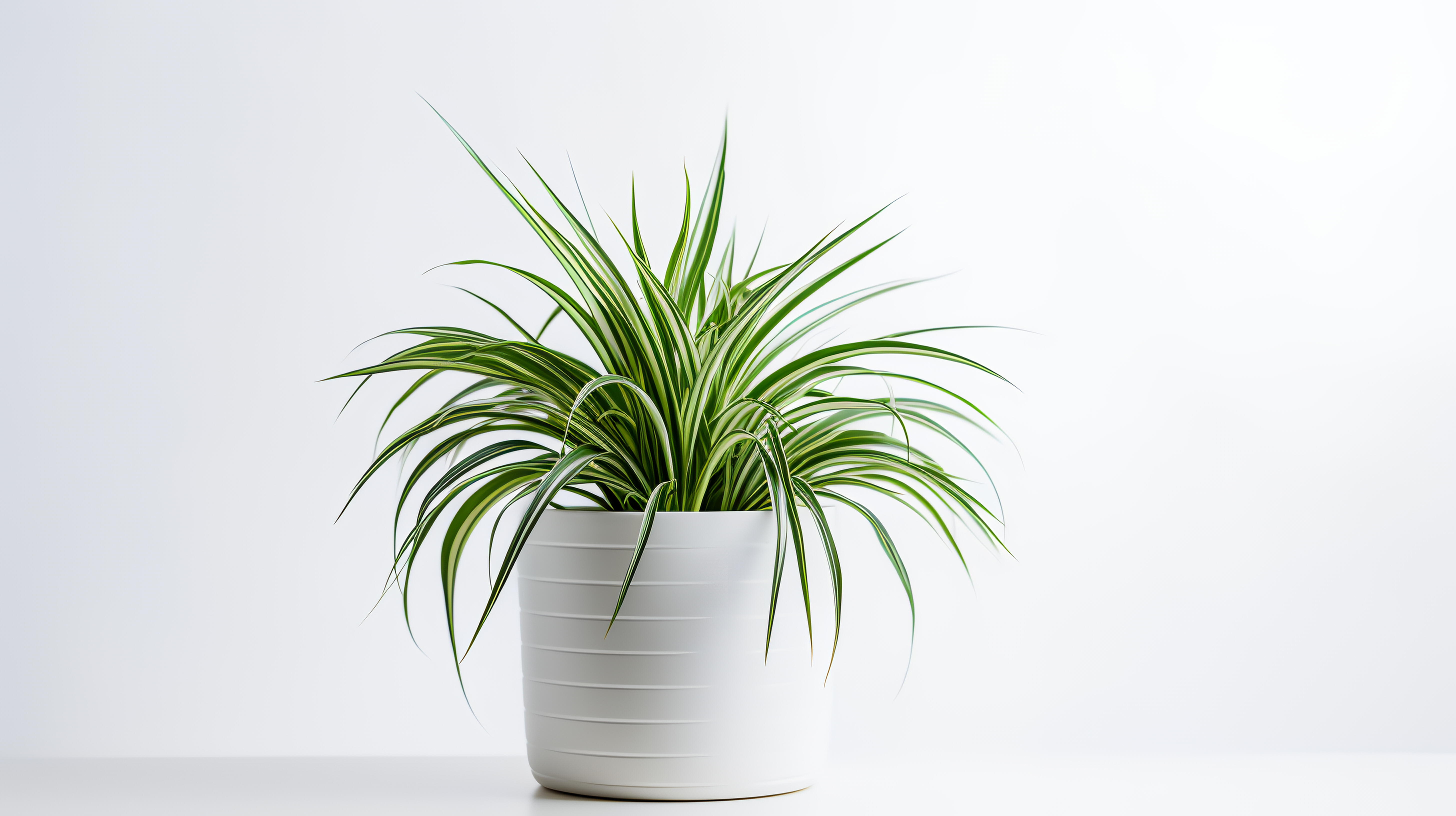 Spider Plant: Air-purifying greenery, ideal for bedroom decor and a serene ambiance.